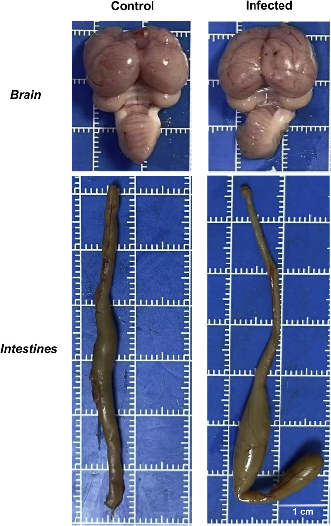FIGURE 9