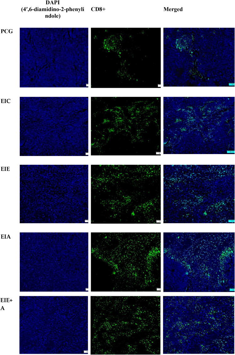 Figure 5