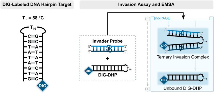 Fig. 11