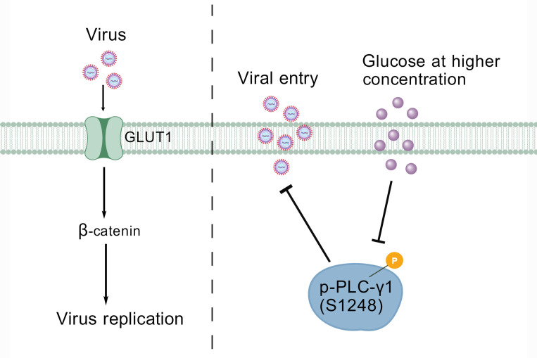 Fig 11