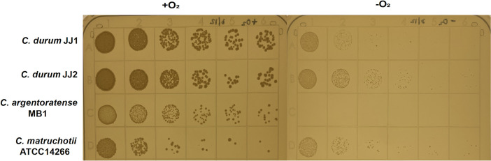 Fig 5