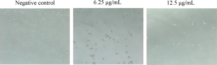 Fig 6