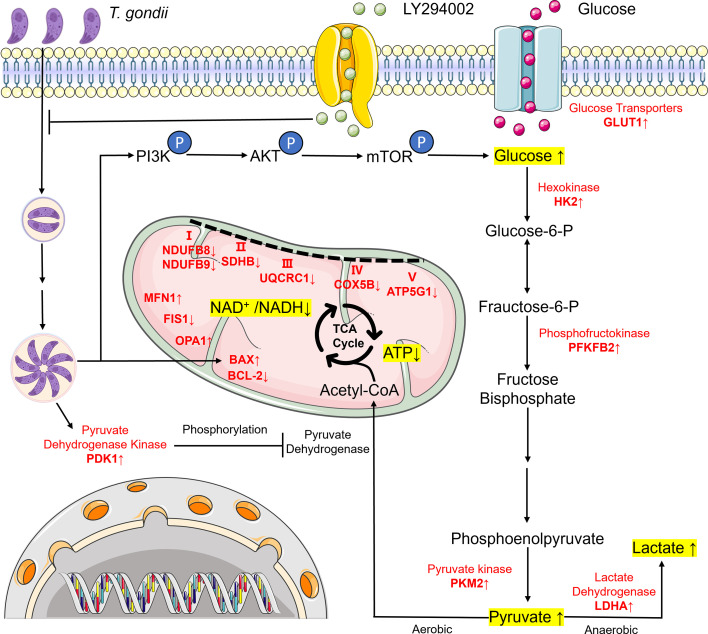 Fig 10