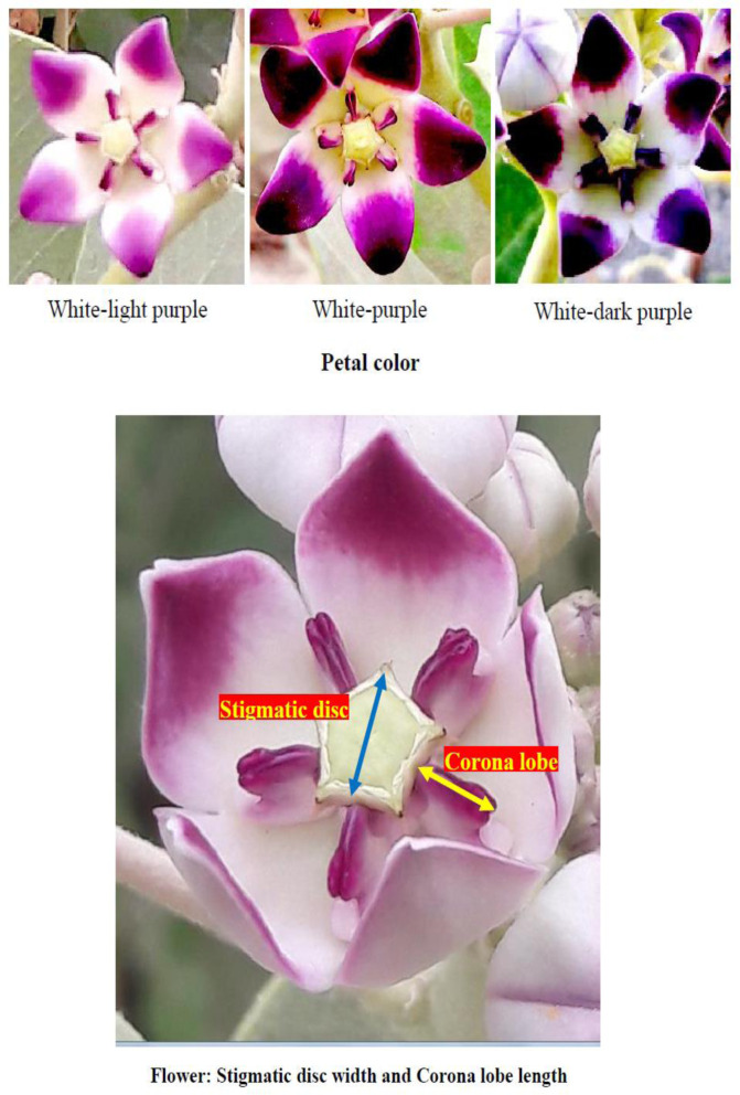 Fig 3