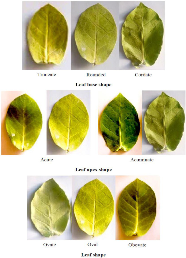 Fig 4