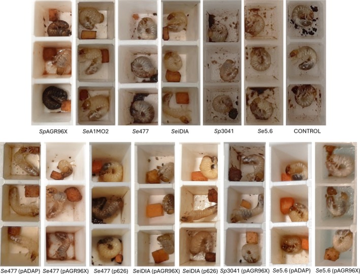 FIGURE 2