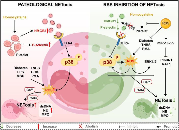 Figure 4