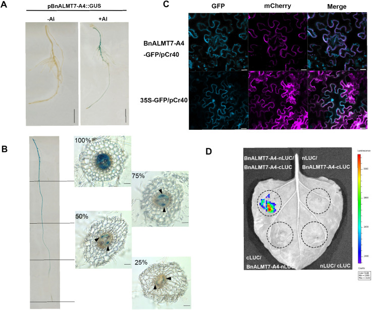 Figure 3