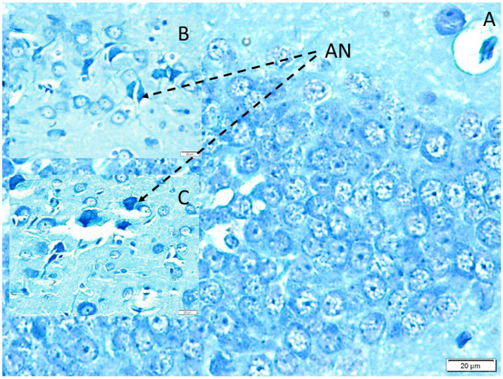 Figure 6