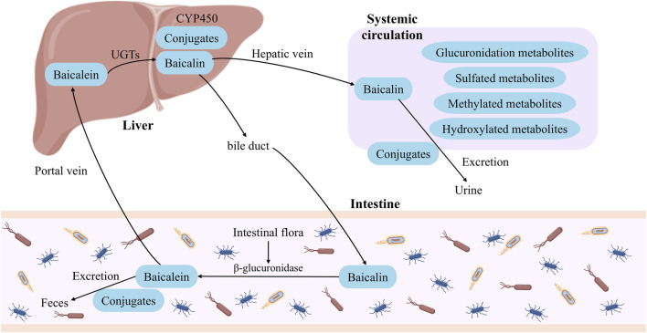 Figure 20