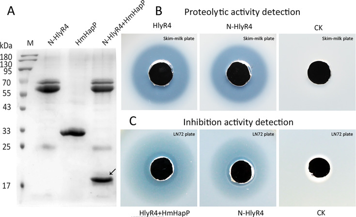 Figure 10