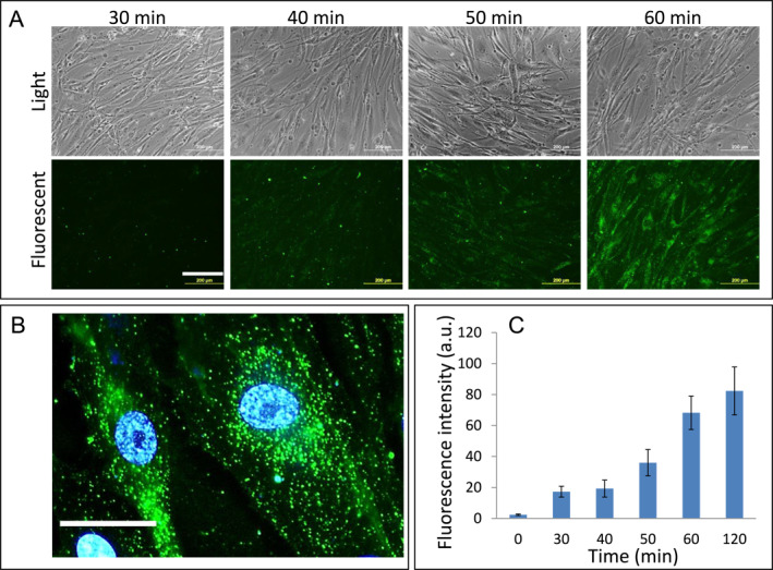 FIGURE 4