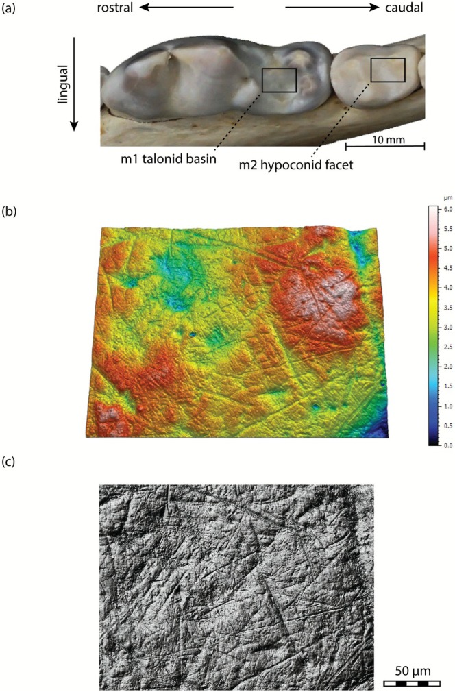 FIGURE 2