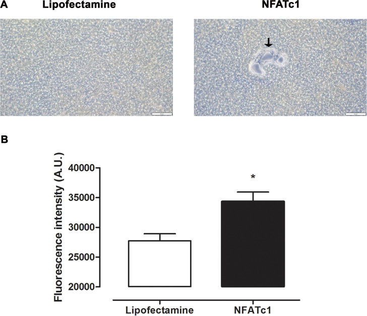 Fig 4