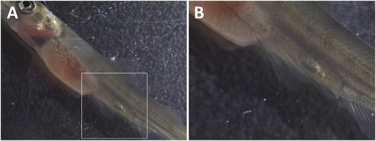 Fig 10