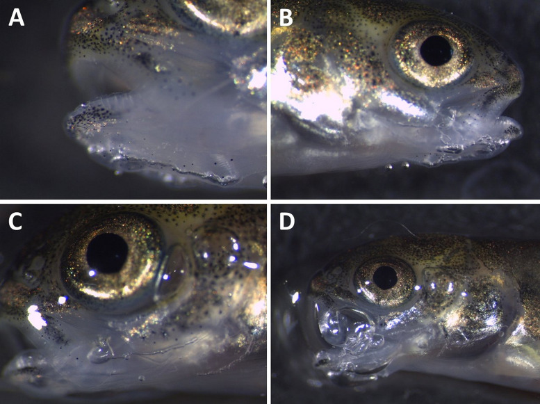 Fig 13
