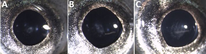 Fig 17