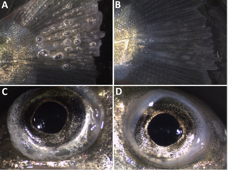 Fig 24