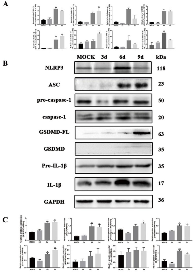 Fig 3