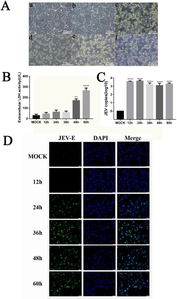 Fig 4