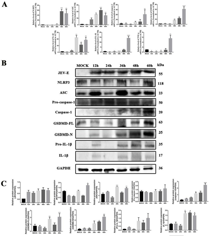 Fig 6