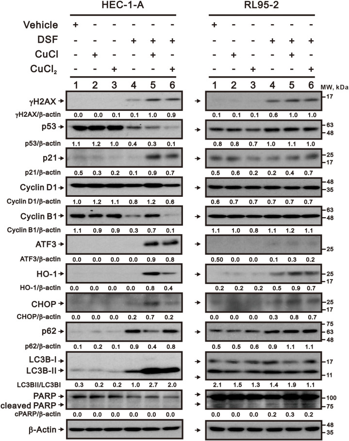 Figure 7