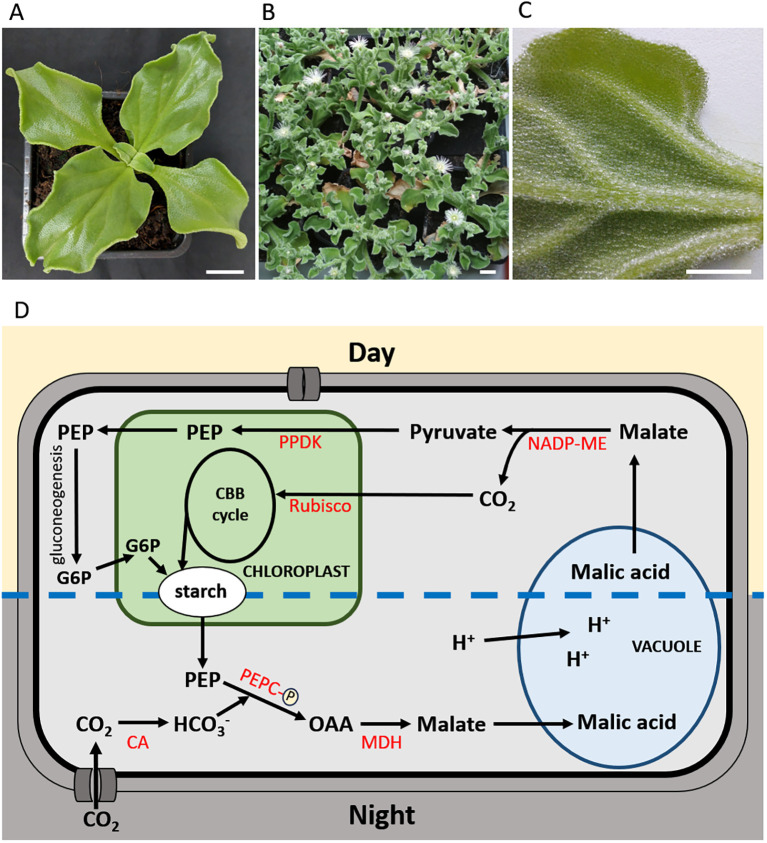 Figure 1