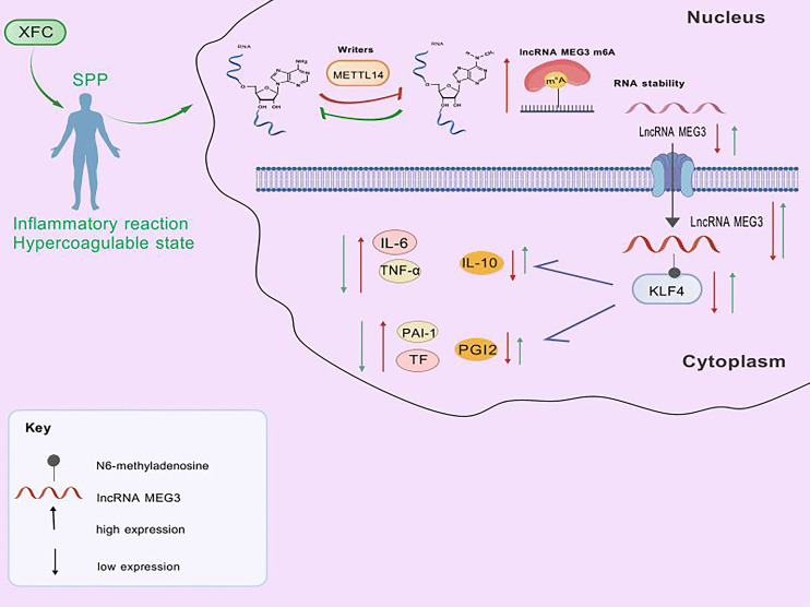 Figure 12