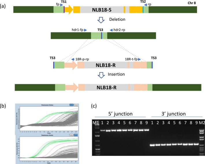 FIGURE 3
