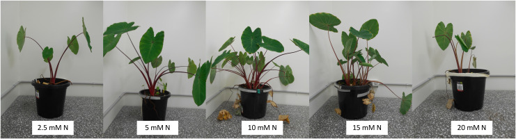 Figure 2