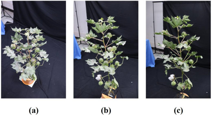 Figure 1