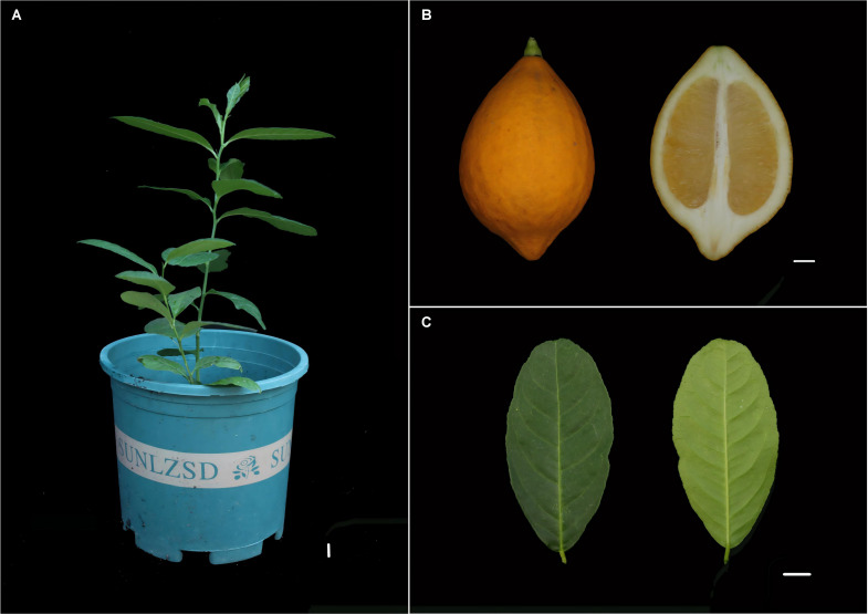 Figure 1