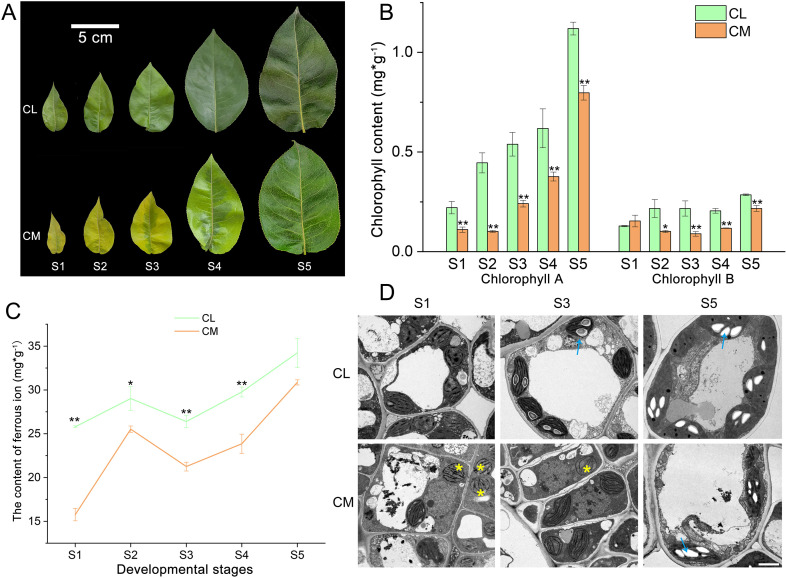Figure 1