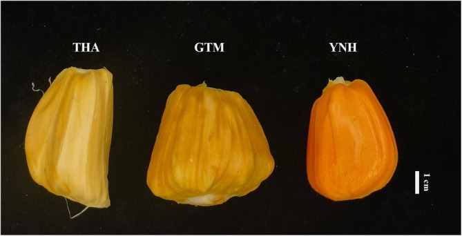 FIGURE 1