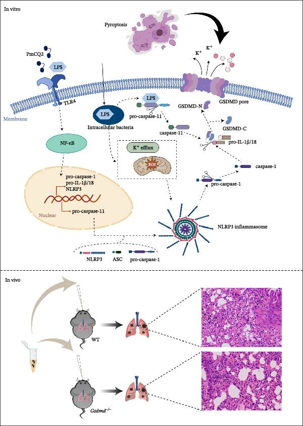 Figure 6