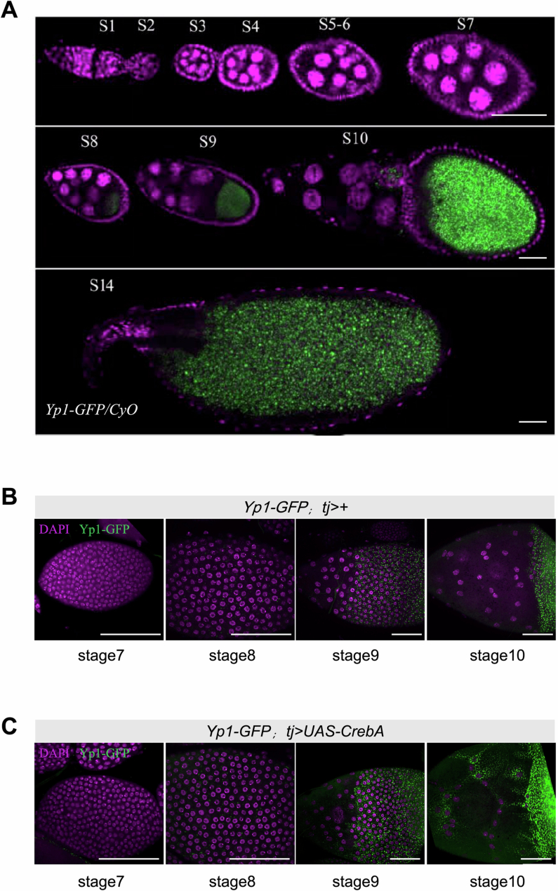 Figure 12