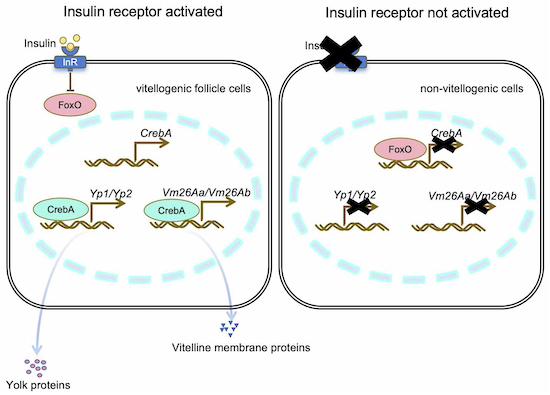 Figure 13