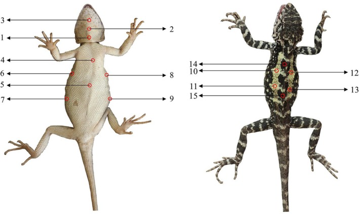 Figure 5