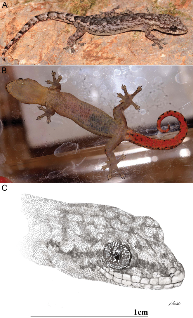 Figure 7