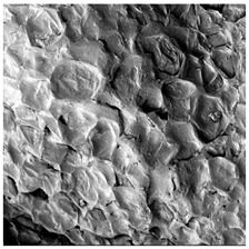 Figure 27