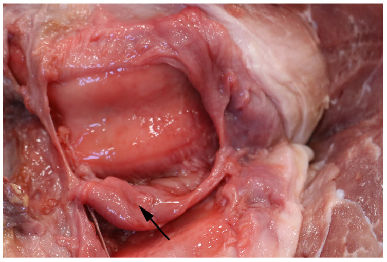 Figure 7