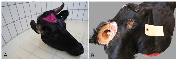 Figure 11