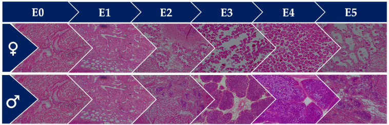 Figure 11