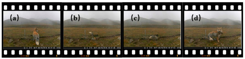 Figure 11