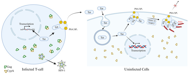 Figure 7