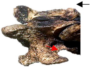 Figure 14