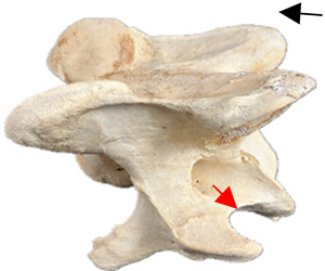 Figure 20