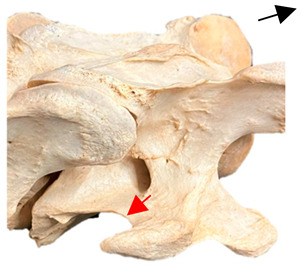 Figure 23