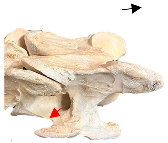 Figure 26
