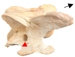 Figure 29